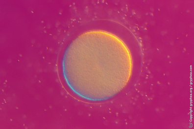 Fécondation et développement embryonnaire de l'Oursin - 10mn 18s